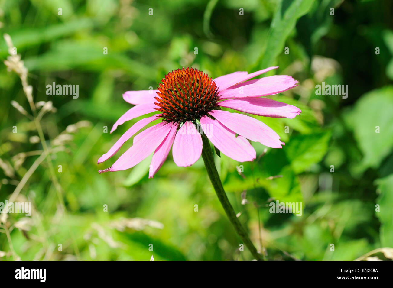 Glade Coneflower Foto Stock