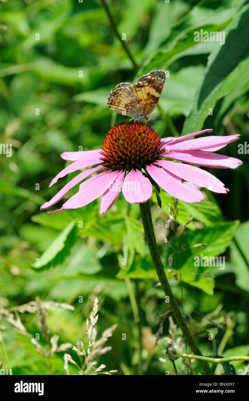 Glade Coneflower o Wavyleaf Purple Coneflower millefiori con un grande Lamas butterfly Foto Stock
