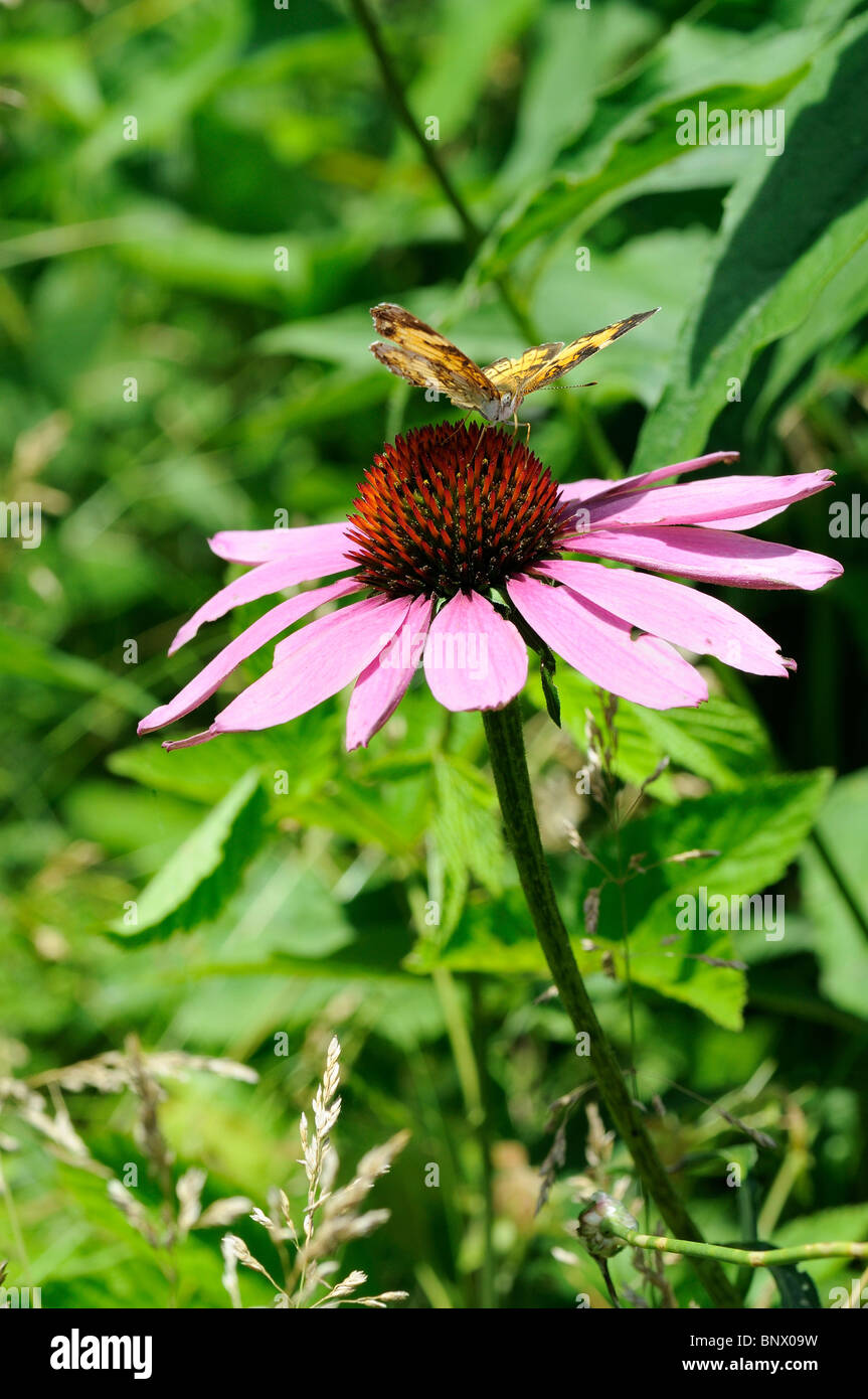 Glade Coneflower o Wavyleaf Purple Coneflower millefiori con un grande Lamas butterfly Foto Stock