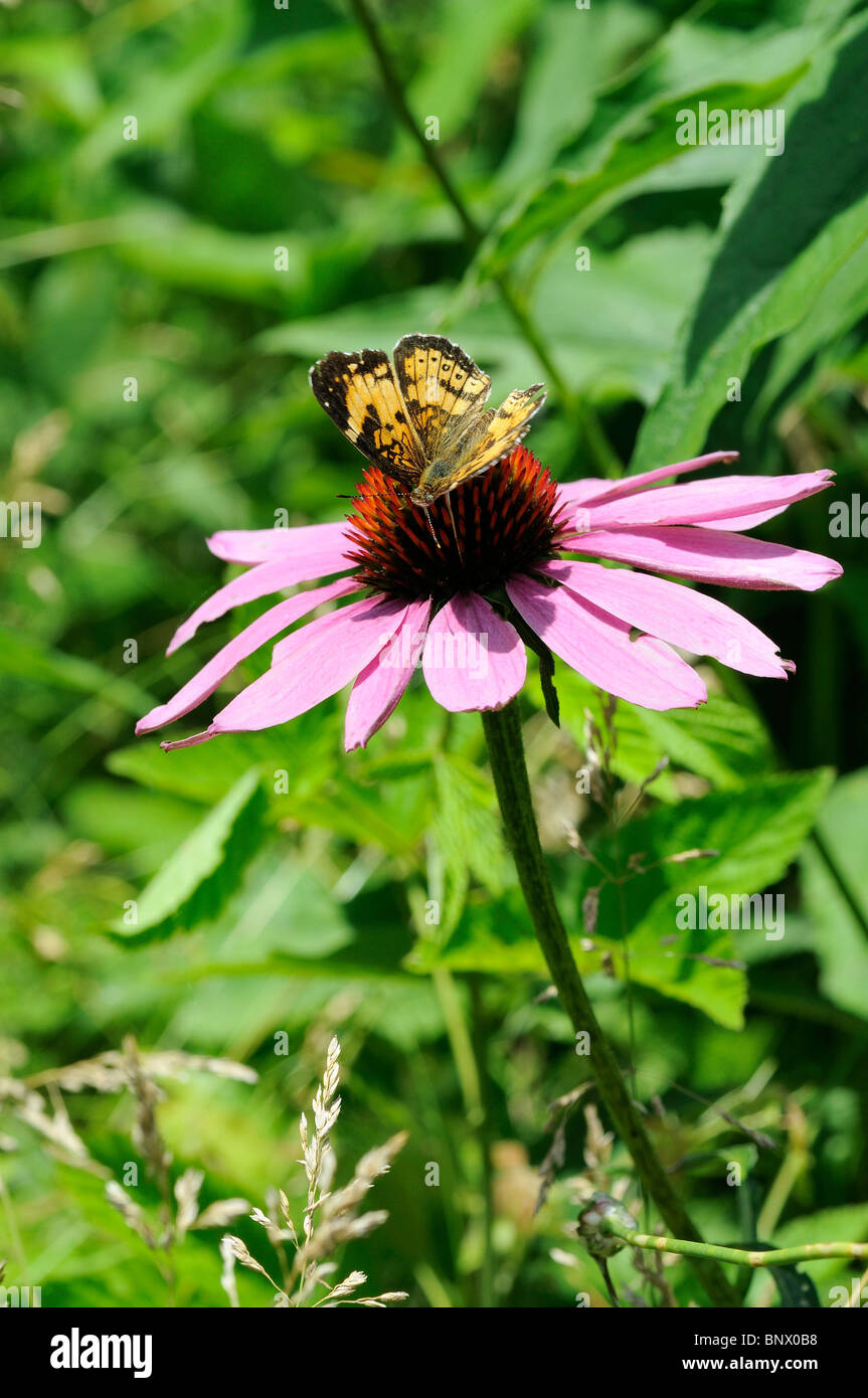 Glade Coneflower o Wavyleaf Purple Coneflower millefiori con un grande Lamas butterfly Foto Stock