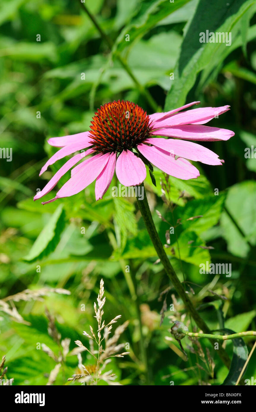Glade Coneflower o Wavyleaf Purple Coneflower millefiori Foto Stock