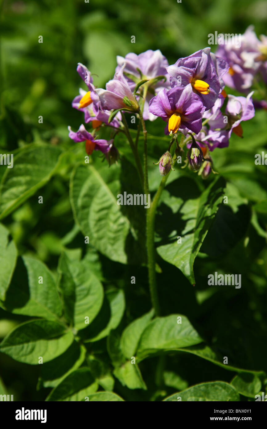 Solanum dulcamara, noto anche come agrodolce, agrodolce nightshade, amaro nightshade, blu centinodia, Amara Dulcis Foto Stock