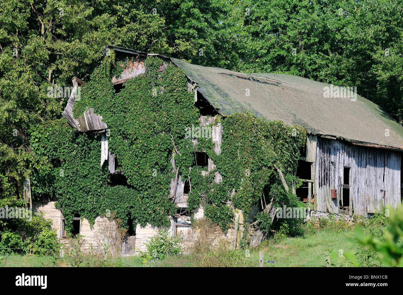 Vigna vecchia coperta in legno fienile nella regione di Bluegrass del Kentucky, Stati Uniti d'America Foto Stock