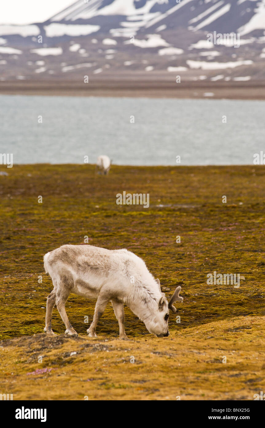 La renna a Ny Alesund arcipelago delle Svalbard, Norvegia. Foto Stock