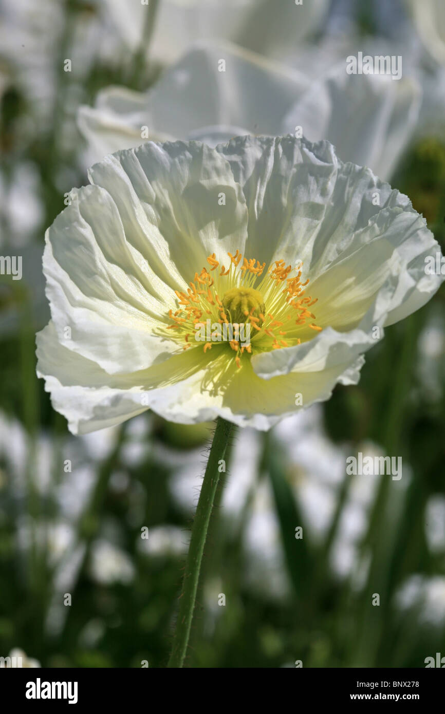Bella Bianco fiore di papavero Foto Stock