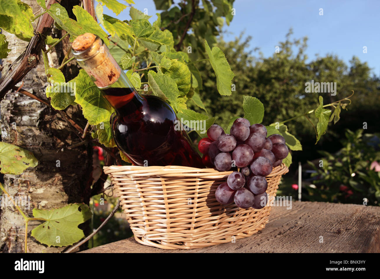 Bottiglia di colore rosa con il vino e l'uva nel cestello. Foto Stock