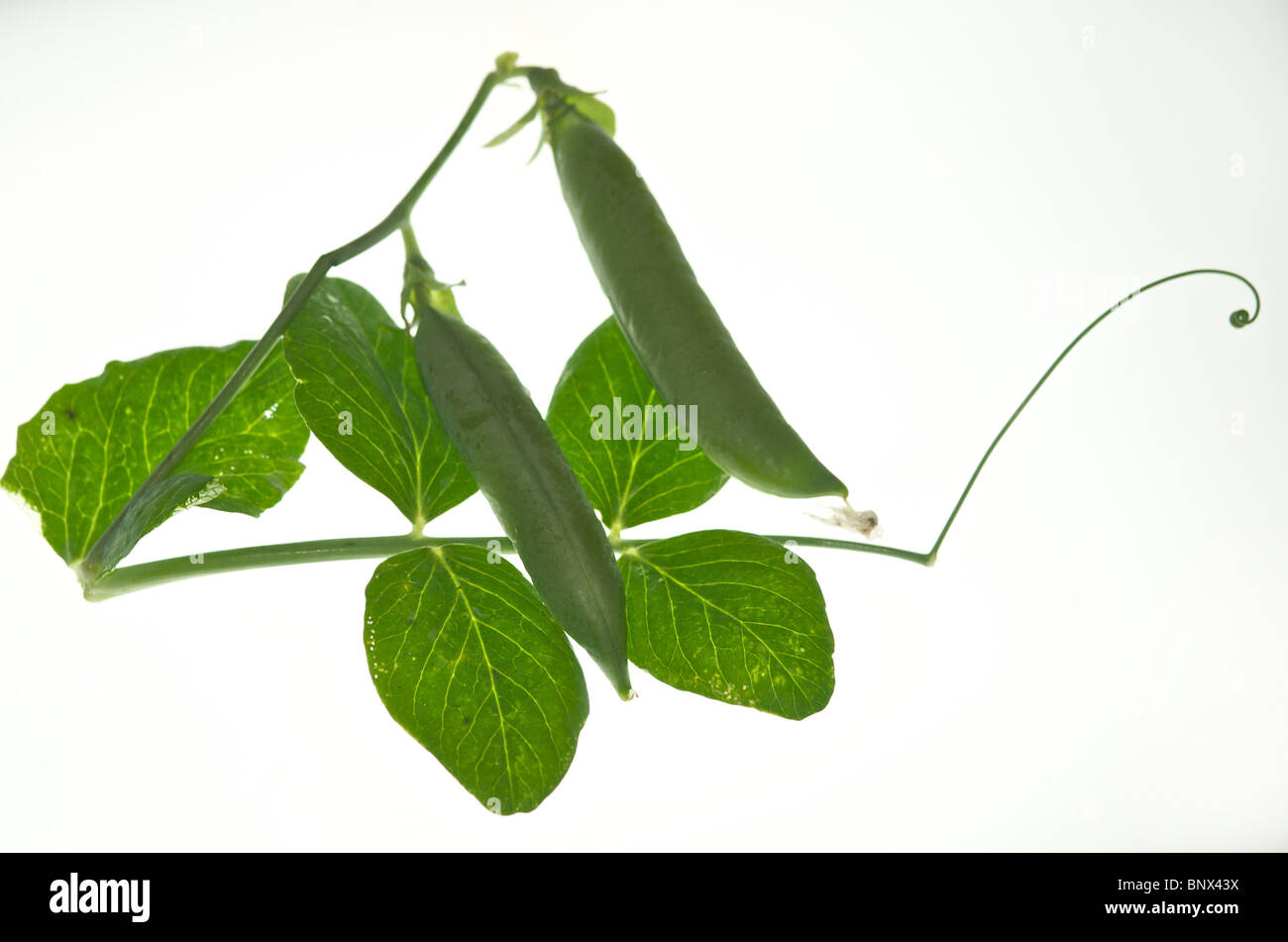 Piselli Piselli Giardino visualizzato organico come un immagine ritagliata di questo preferito vegetali da giardino Foto Stock