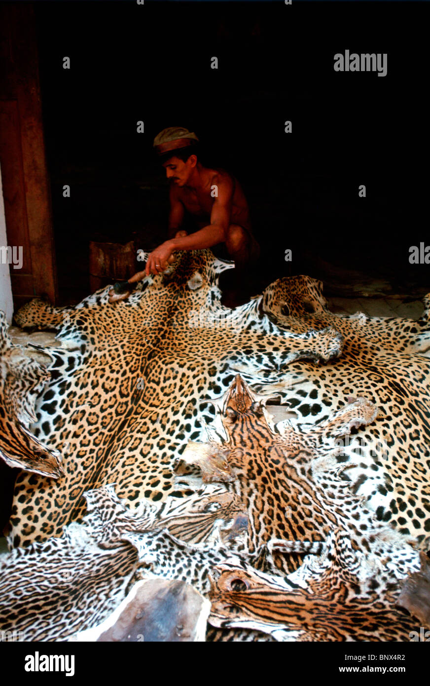 Jaguar pellicce, Brasile. Foto Stock