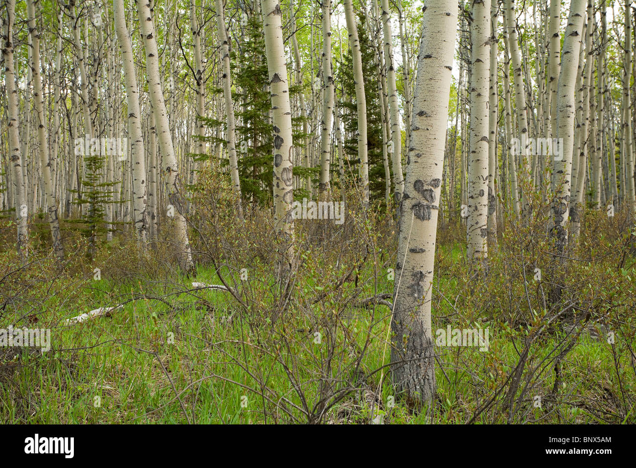 Foresta di vacilla Aspen o Populus tremuloides nel Parco Nazionale di Jasper Alberta Canada Foto Stock
