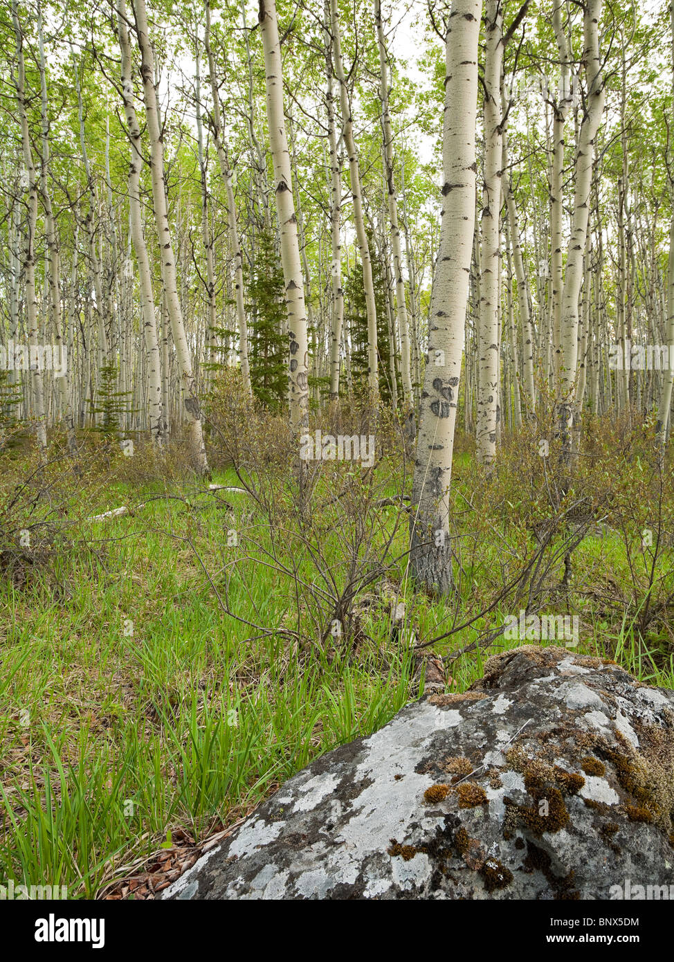 Foresta di vacilla Aspen o Populus tremuloides nel Parco Nazionale di Jasper Alberta Canada Foto Stock