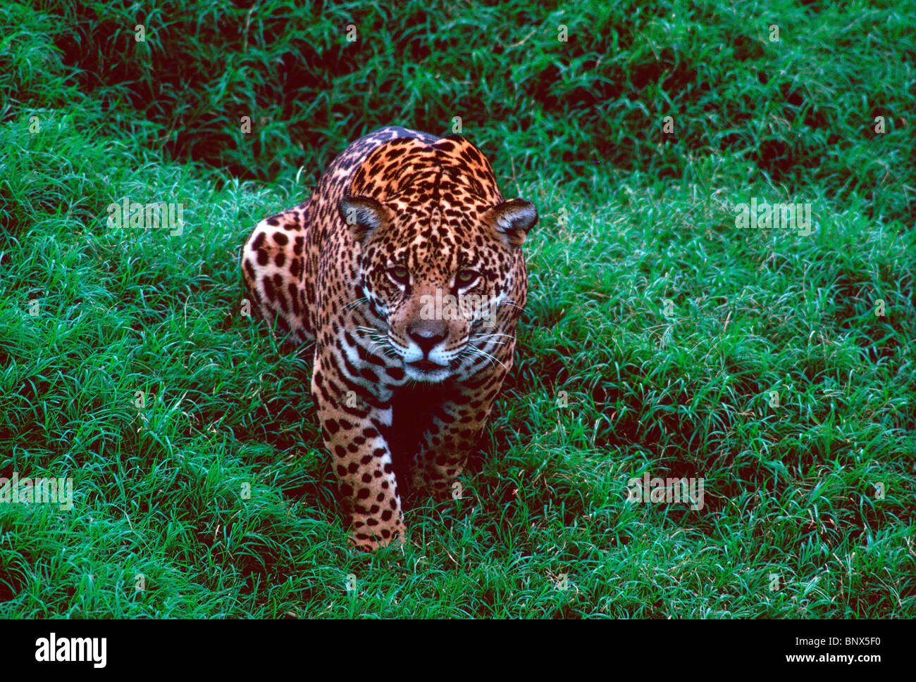 Stalking jaguar . Foto Stock
