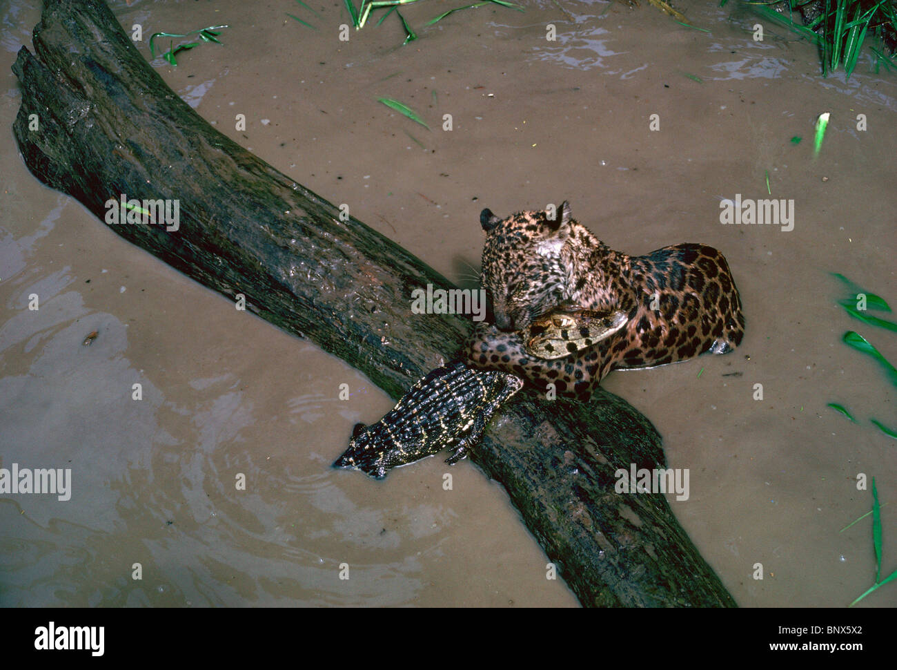 Giovani jaguar attacca un caimano nel fiume del Amazon. Foto Stock