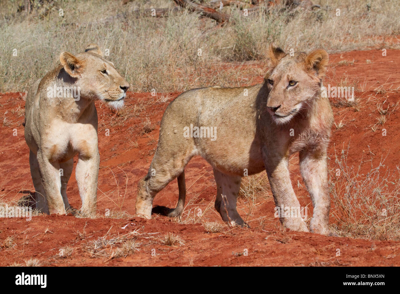 Leonessa madre con un cub, parco nazionale orientale di Tsavo, Kenya Foto Stock