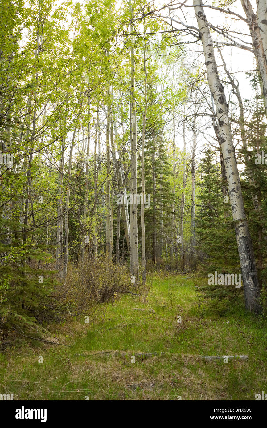 Foresta di vacilla Aspen o Populus tremuloides nel Parco Nazionale di Jasper Alberta Canada Foto Stock
