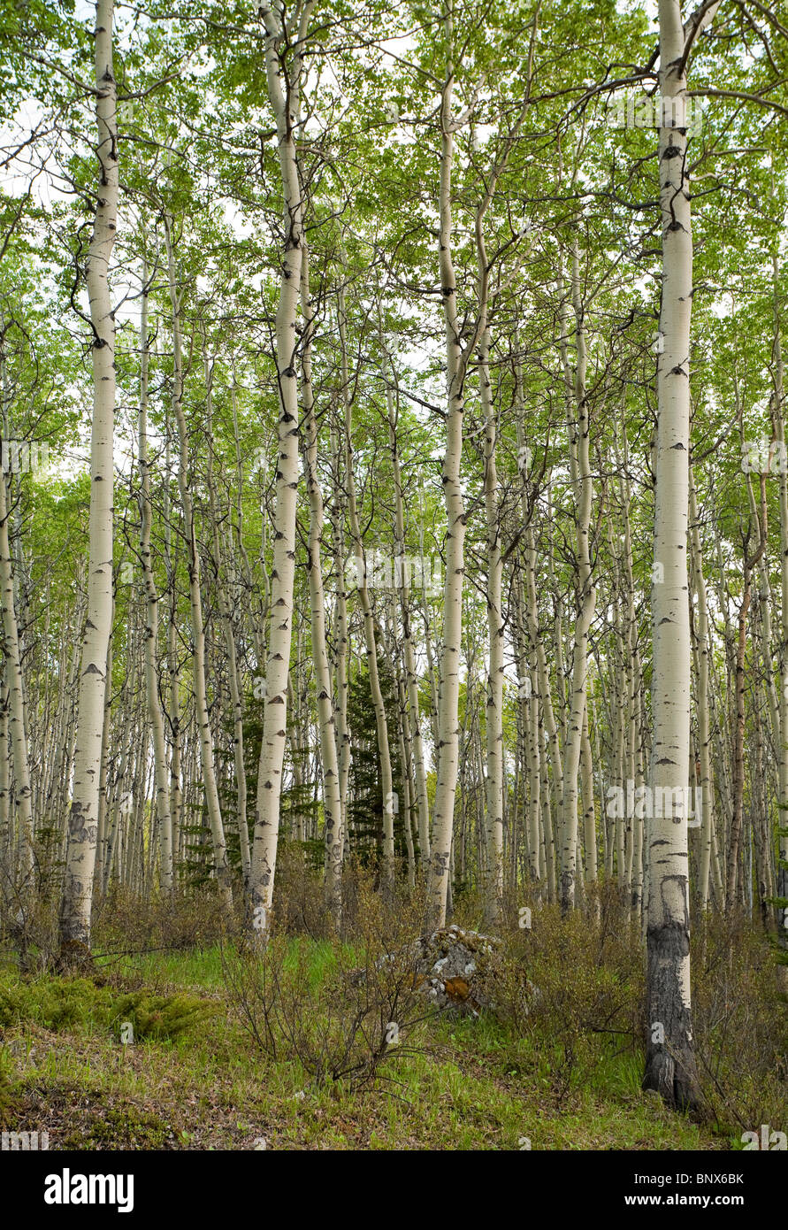Foresta di vacilla Aspen o Populus tremuloides nel Parco Nazionale di Jasper Alberta Canada Foto Stock