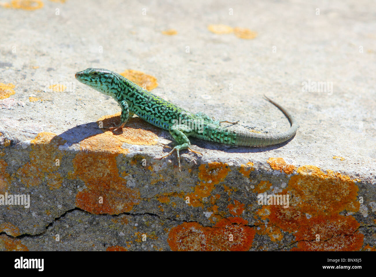 Formentera geco lucertola campestre Podarcis pityusensis formenterae Foto Stock