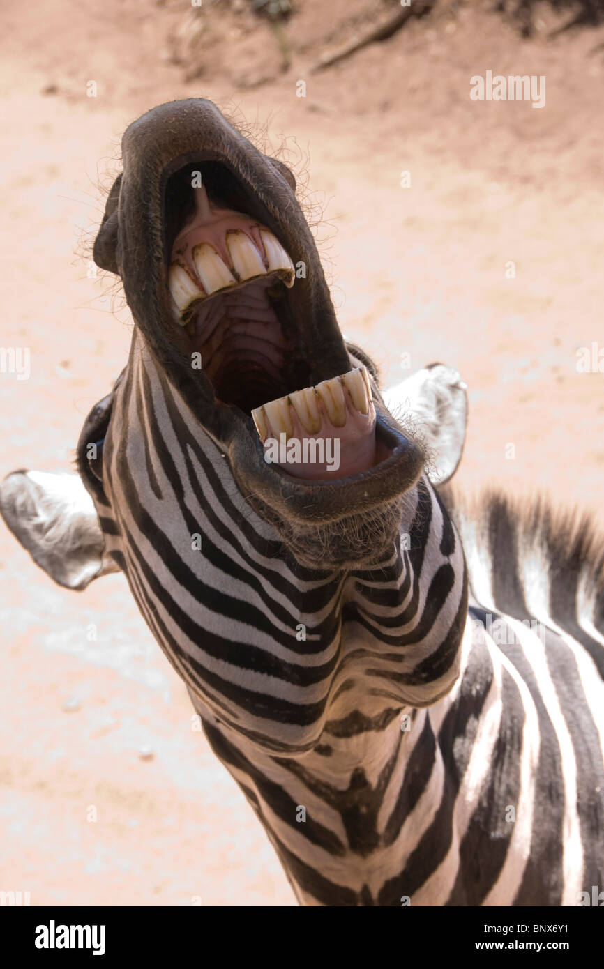 Verde Valley, Arizona, Stati Uniti d'America - Out of Africa wildlife zoo safari. Le pianure zebra mostra denti sul comando da zookeeper. Foto Stock