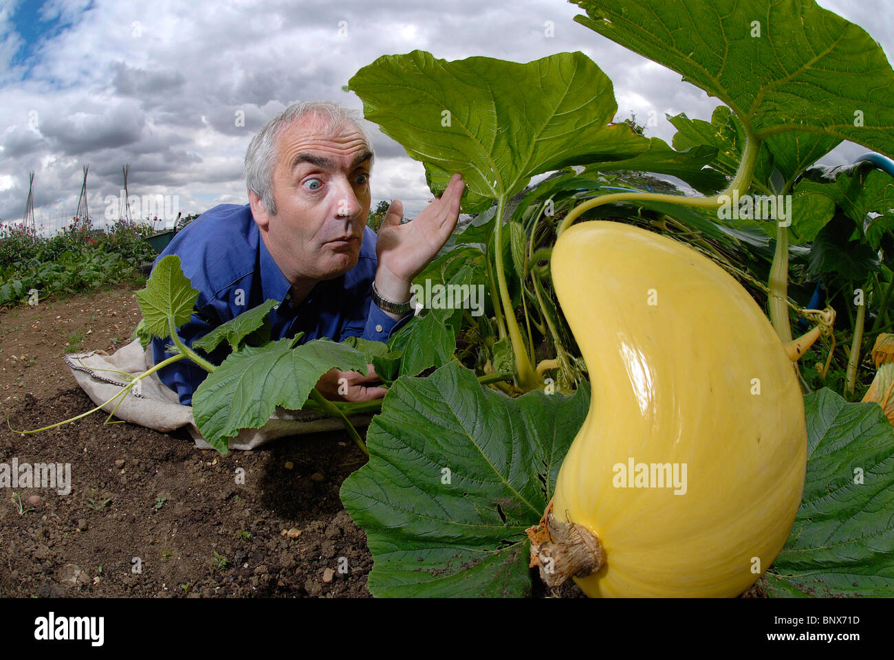Parlando a suo veg- gigante coltivatore veg Clive Bevan chat per una delle sue zucche. Foto Stock