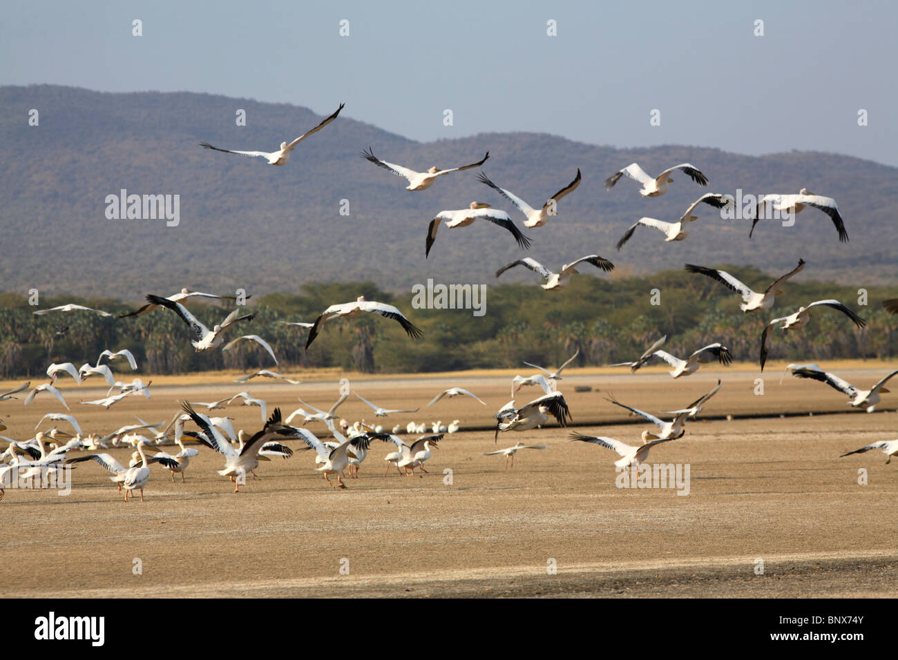 Great White Pelican (Pelecanus onocrotalus) volare via al lago Eyasi, Tanzania Foto Stock