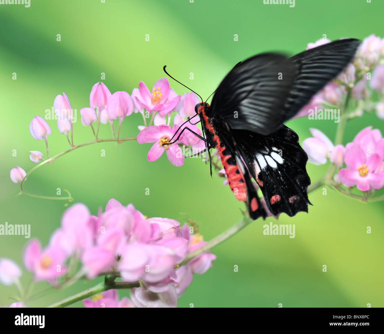 Comune di Rose Butterfly Flying verso una rosa di fiori di Bouganville - Pachliopta Aristolochiae Asteris Foto Stock