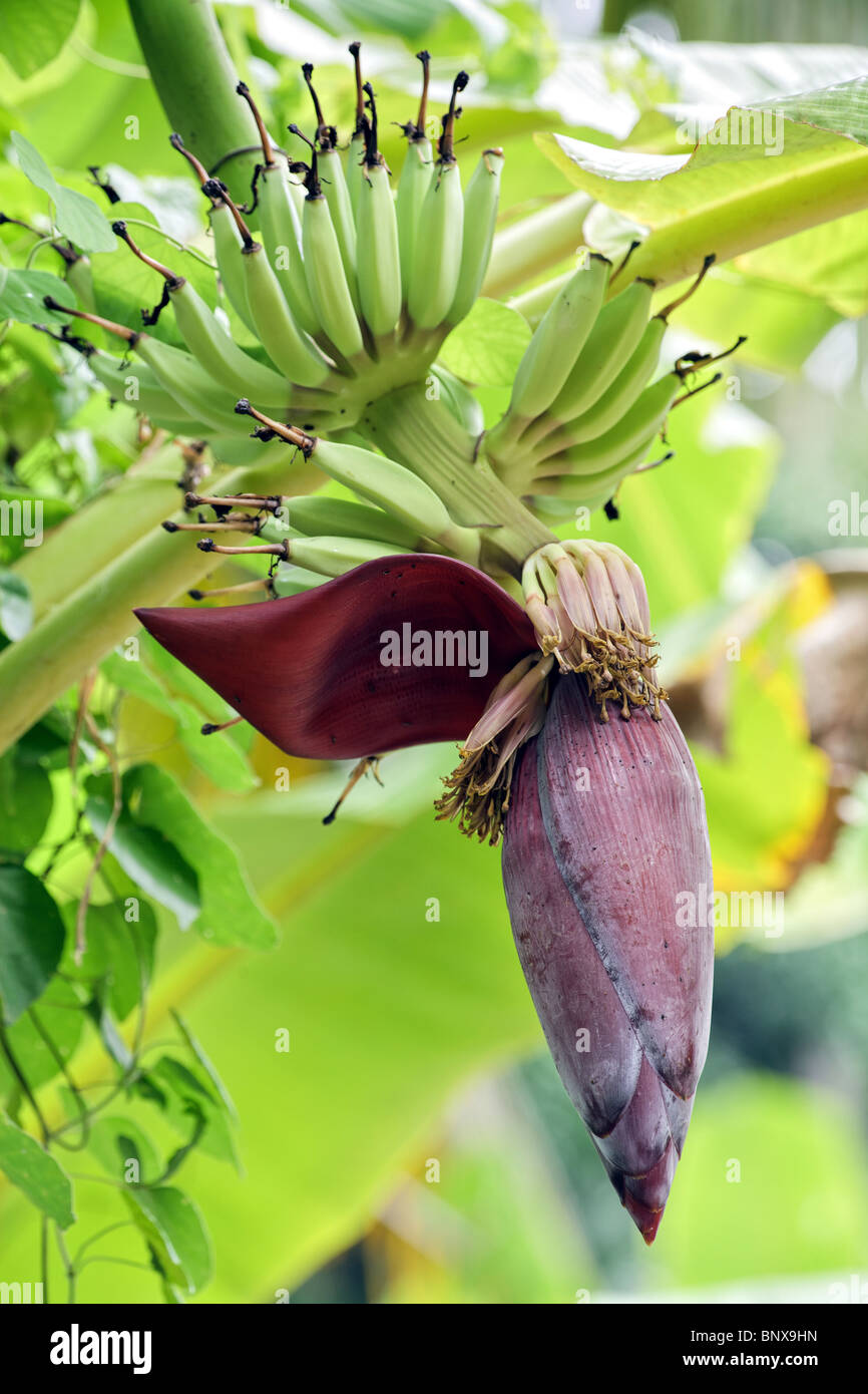 Giovani banane verdi e fiori su albero Foto Stock