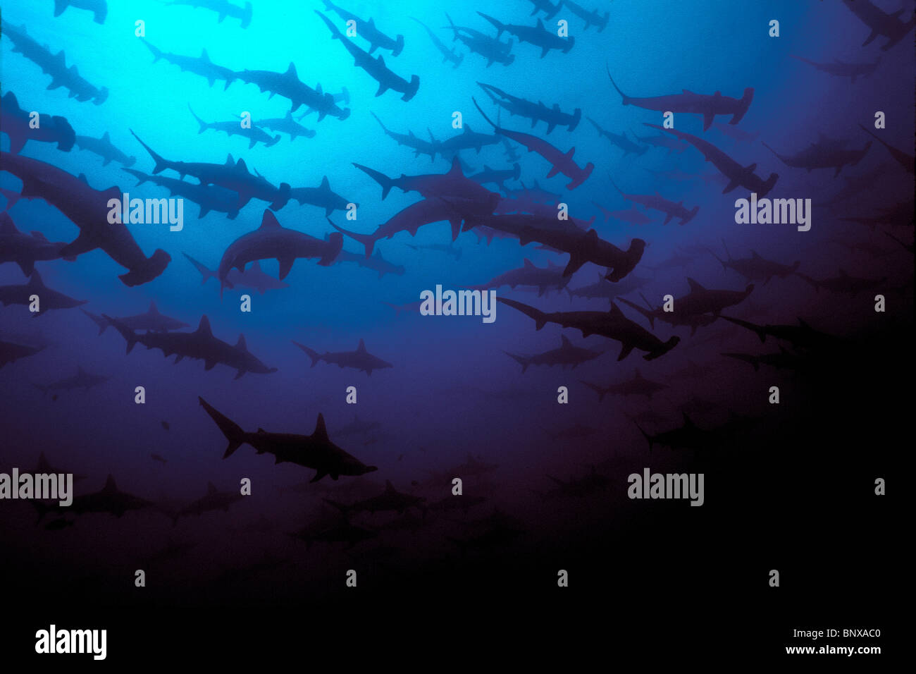 Festone, a testa di martello Sphyrna lewini, Mare di Cortez, Messico Foto Stock