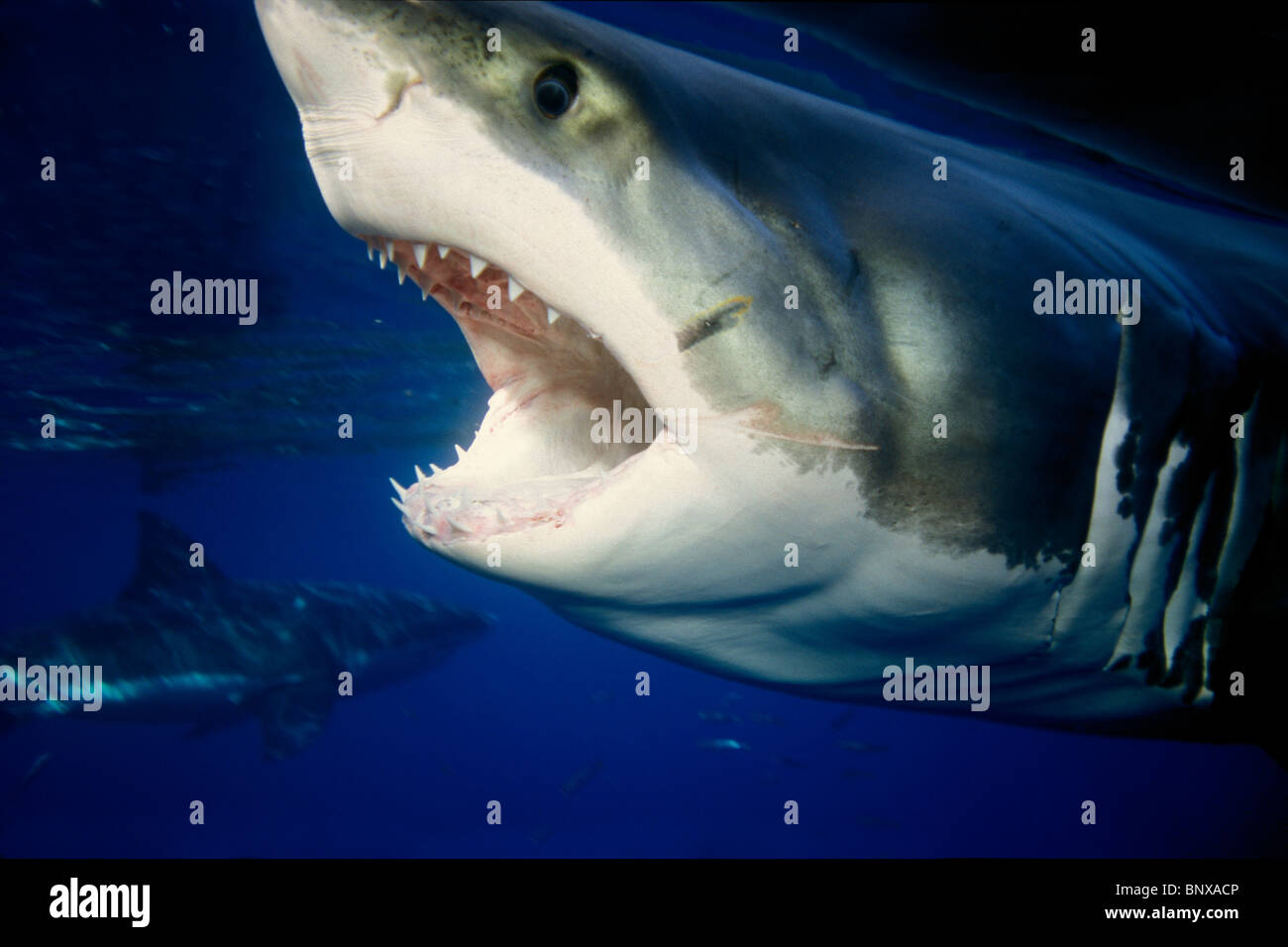 Il grande squalo bianco, Carcharodon carcharias, Guadalupe Island, Oceano Pacifico Foto Stock