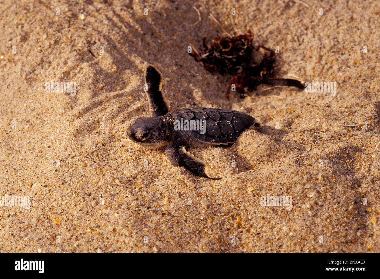 Tartaruga Verde, Chelonia Mydas, hatchling, Florida, Oceano Atlantico Foto Stock