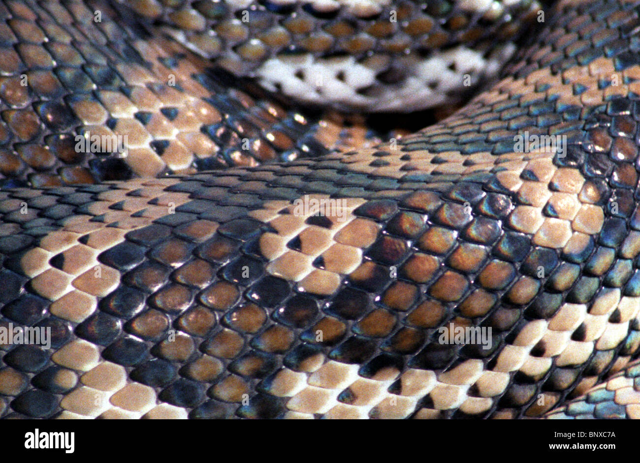 Nature creazione - mettendo in evidenza il design da Madre Natura dell'Australia Carpet Python Morelia spiloth Foto Stock