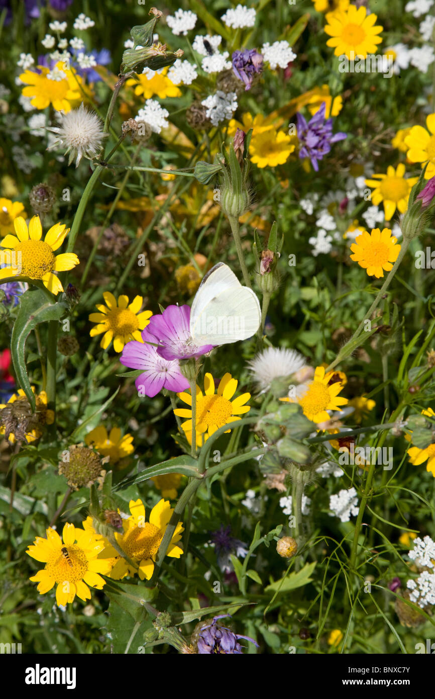 Grande farfalla bianca su fiori selvatici Foto Stock