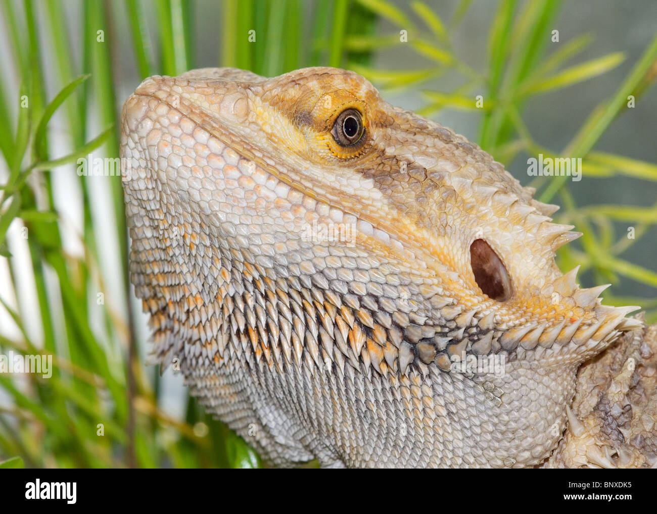 Captive barbuto Dragon Amphibolurus barbatus Foto Stock