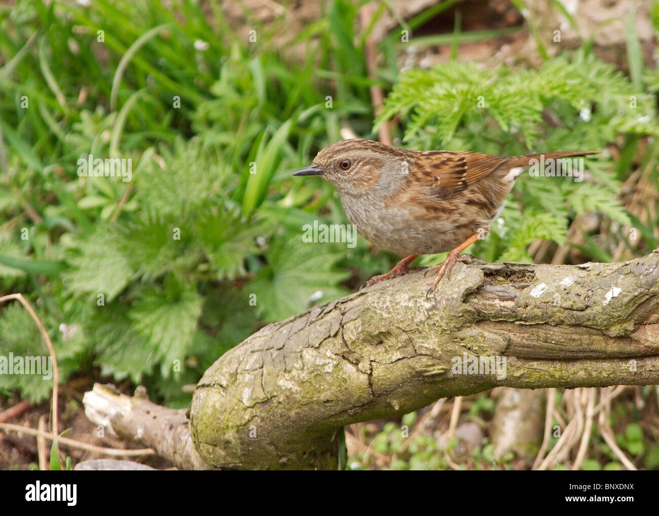 Dunnock o Hedge Sparrow, Prunella modularis fotografati a Todderstaffe Singleton Hall Foto Stock
