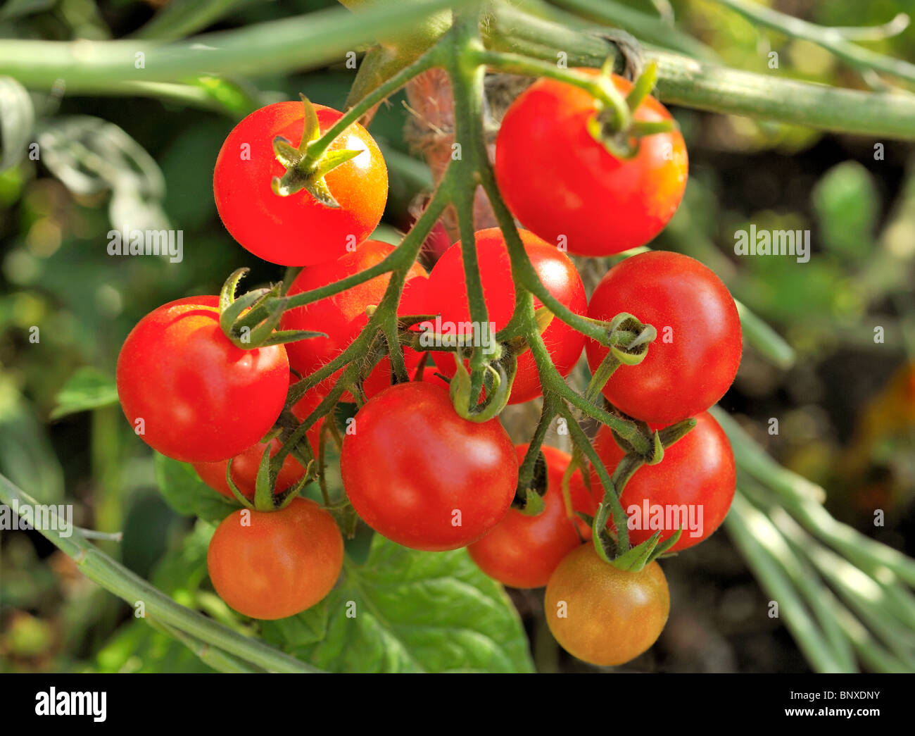 Freschi pomodori organici sulla vite Foto Stock
