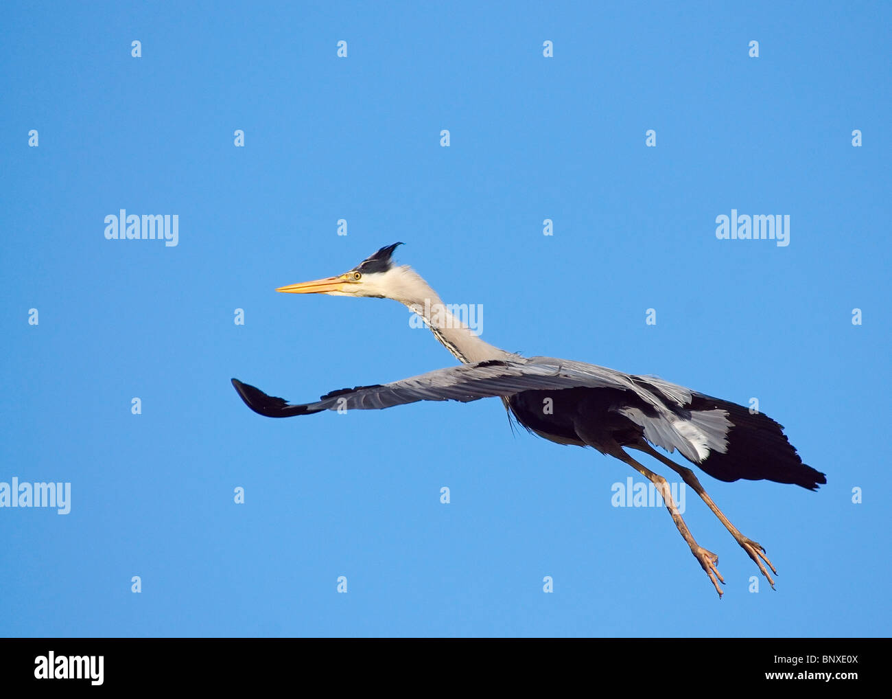 Airone cenerino, Ardea cinerea, volare nella garzaia presso il Parco Stanley Blackpool Foto Stock