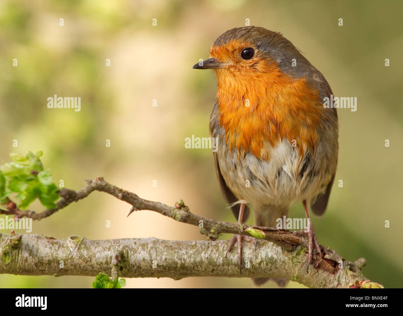 Robin, Erithacus rubecula fotografati a Stanley Park, Blackpool Foto Stock