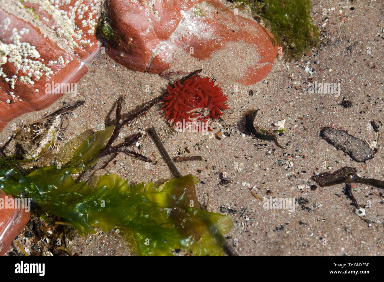 Rockpool con alghe verdi di Ulva specie Foto Stock