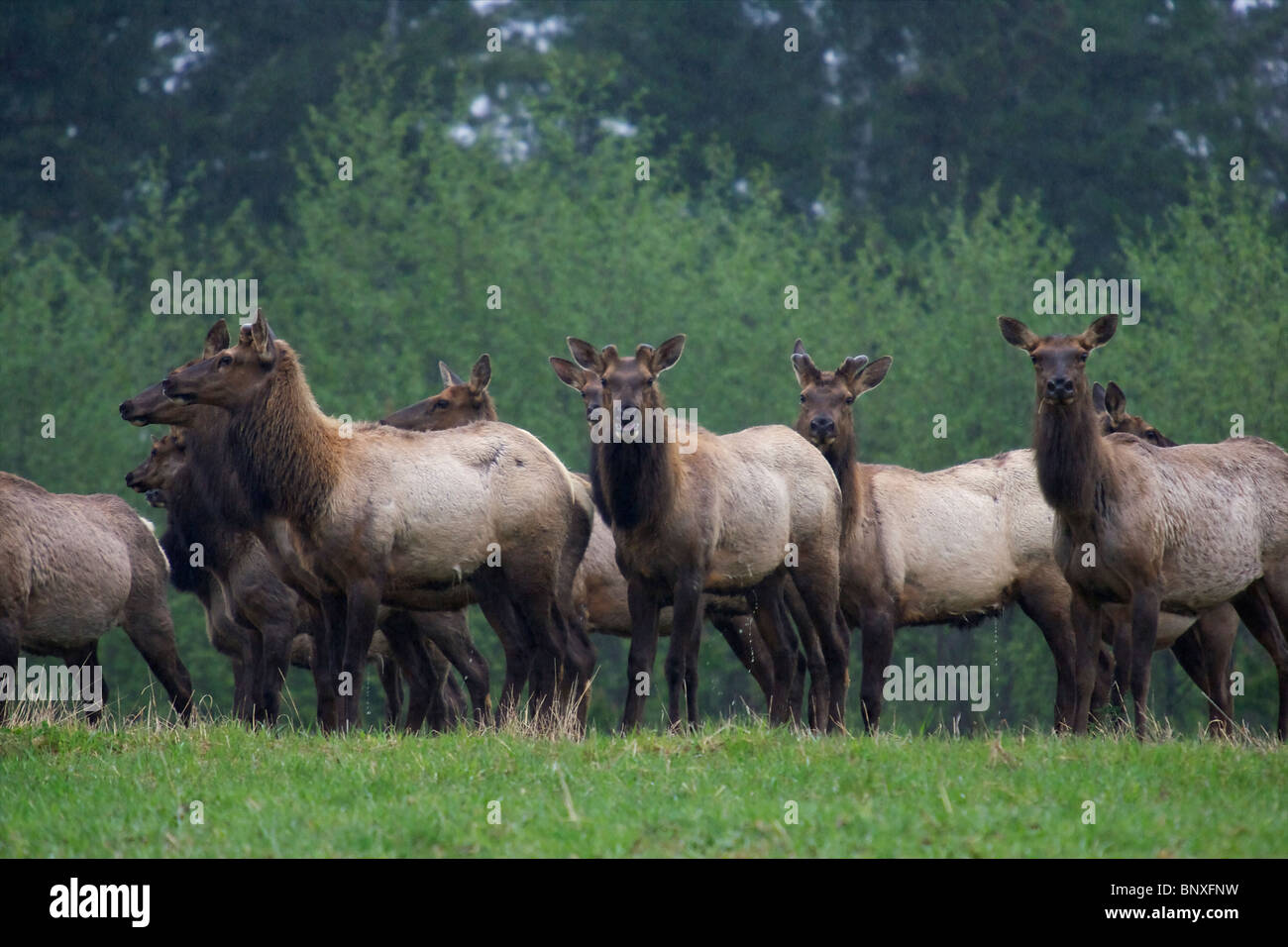 Roosevelt Elk vacche in Gold River BC Canada Foto Stock