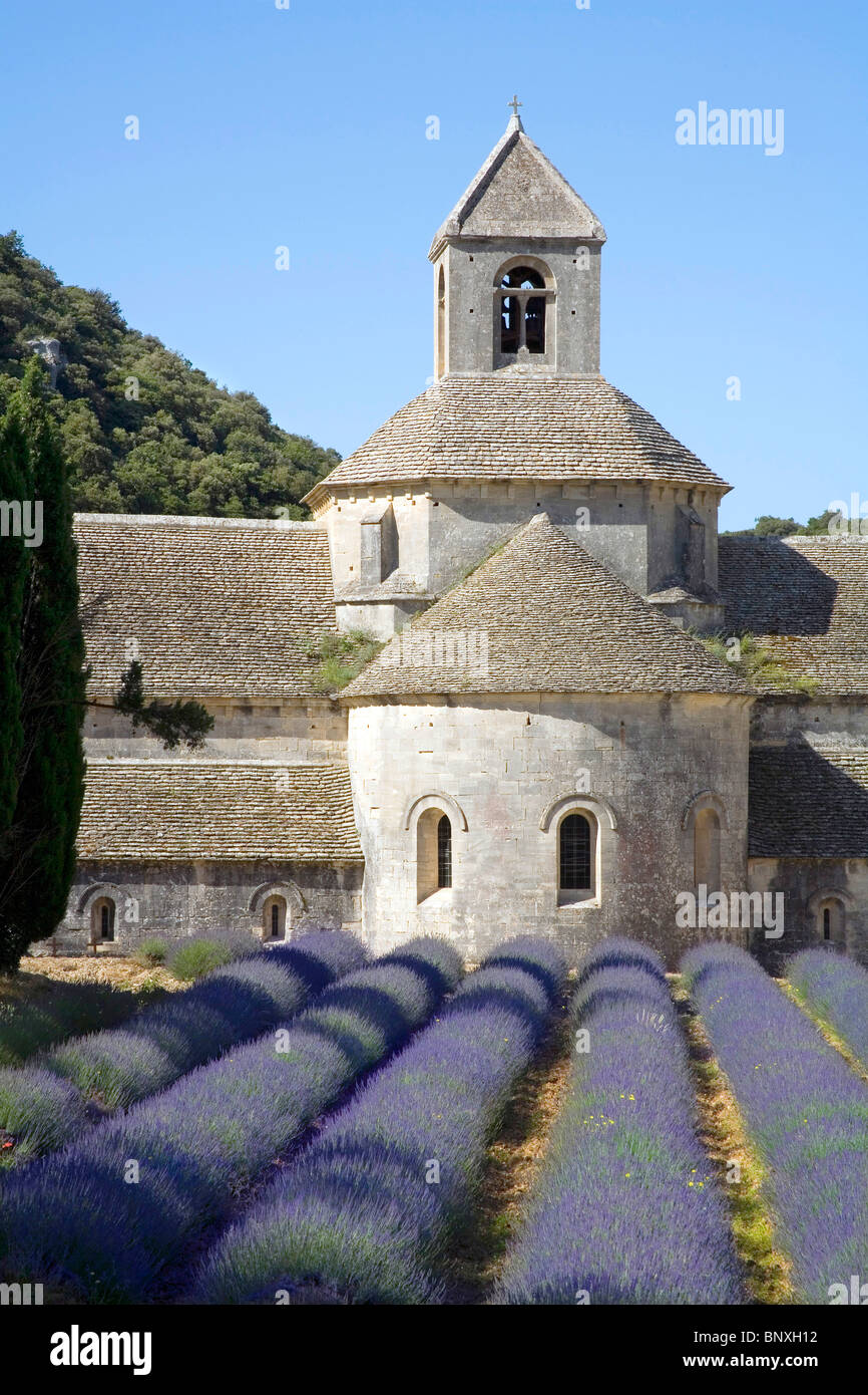 Campi di Lavanda a l'Abbaye de Senanque a Gordes in Provenza Francia Foto Stock