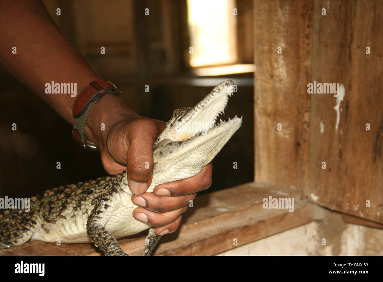 Baby coccodrillo del Nilo viene visualizzata in una fattoria di coccodrilli in Uganda Foto Stock