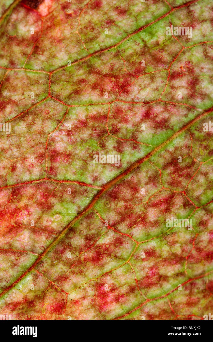 Dock arricciata Rumex crispus dettaglio foglia Foto Stock