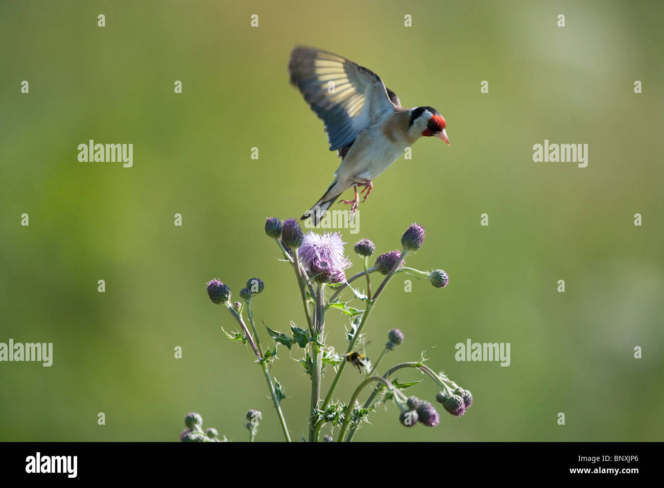 Cardellino Carduelis carduelis in volo su cardi Foto Stock