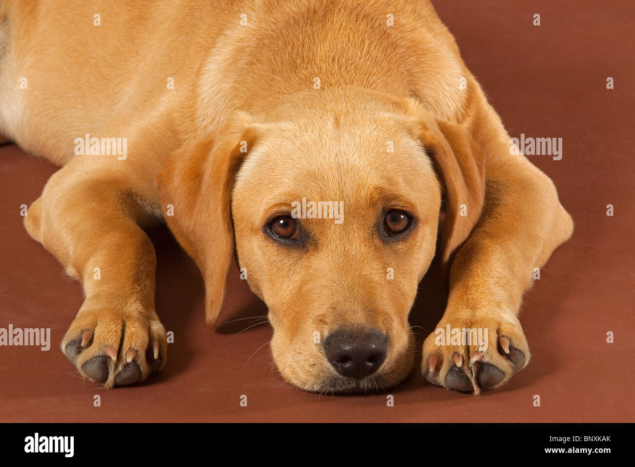 Giallo cucciolo di Labrador ritratto a sei mesi Foto Stock