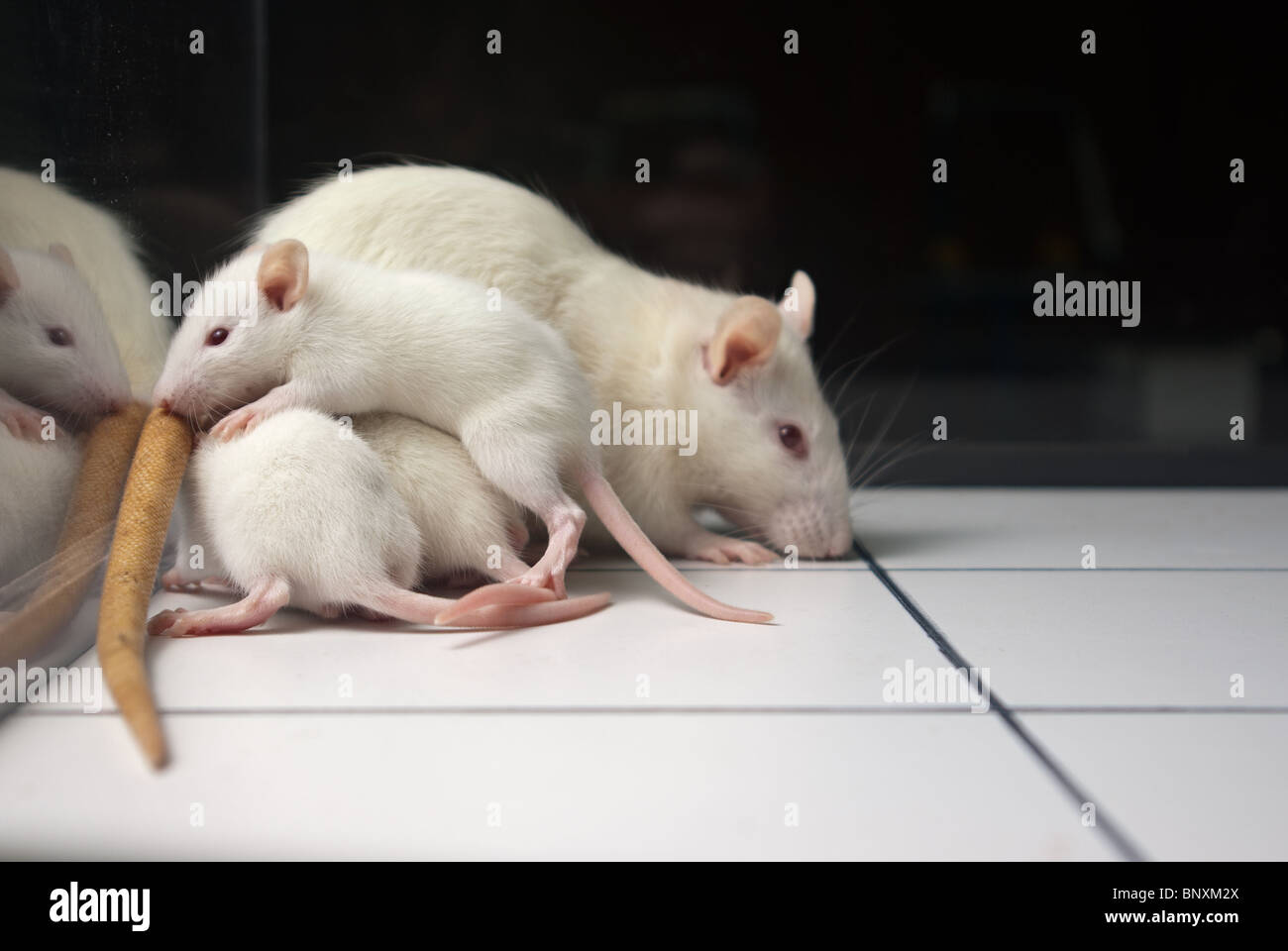 Bianco (Albino) ratto con baby ratti sul campo aperto board Foto Stock