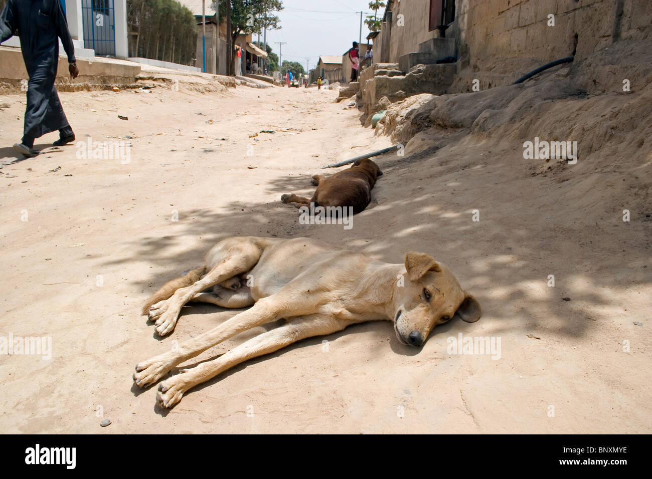 I cani domestici in appoggio all'ombra sul lato della strada e il Gambia Foto Stock