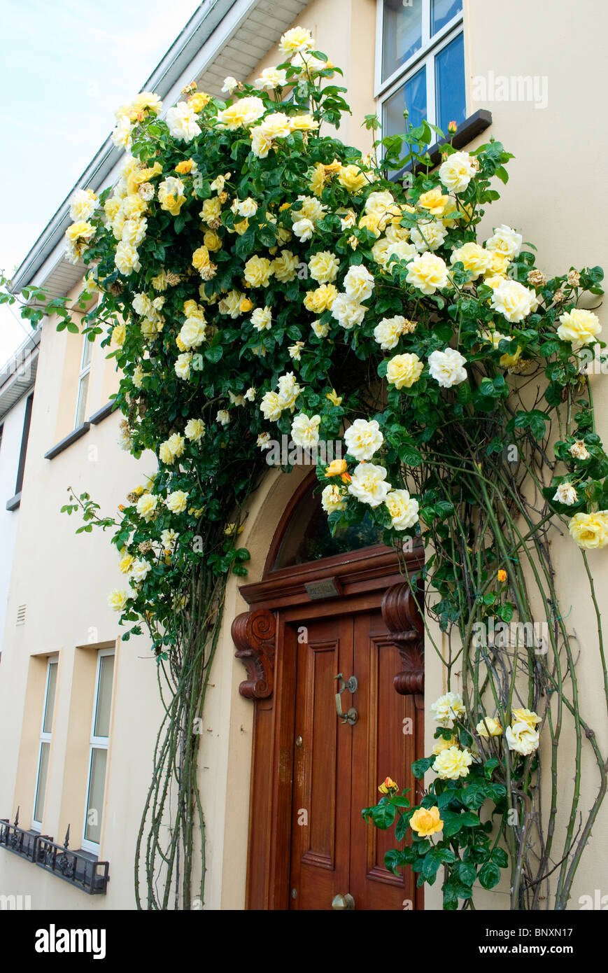 Un display abbondanti di rose giallo rende un arco su una porta di una casa nella città balneare di Skerries, County Dublin, Irlanda Foto Stock