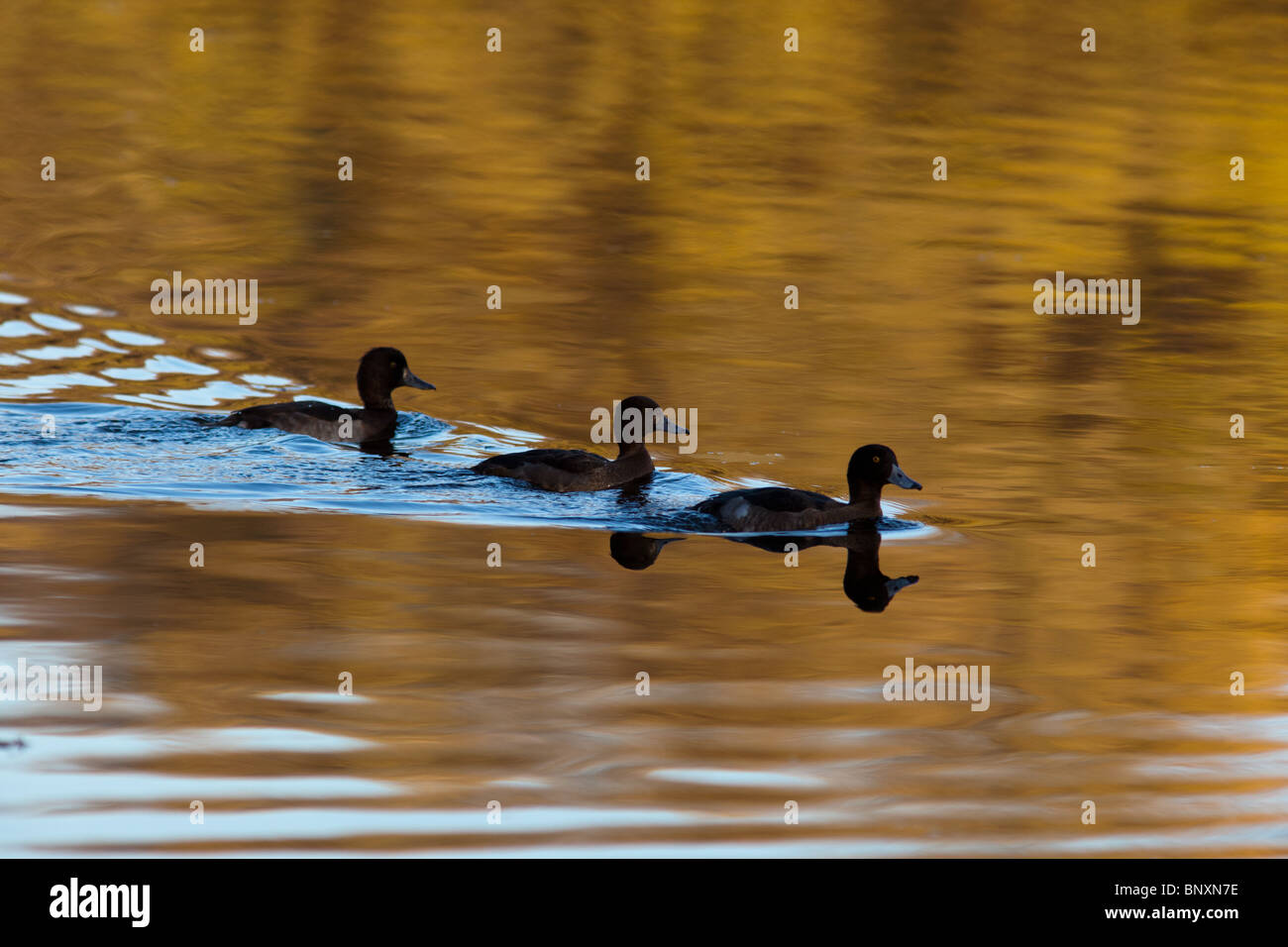 Moretta, Pochard, Aythya fuligula nello stagno. Foto Stock