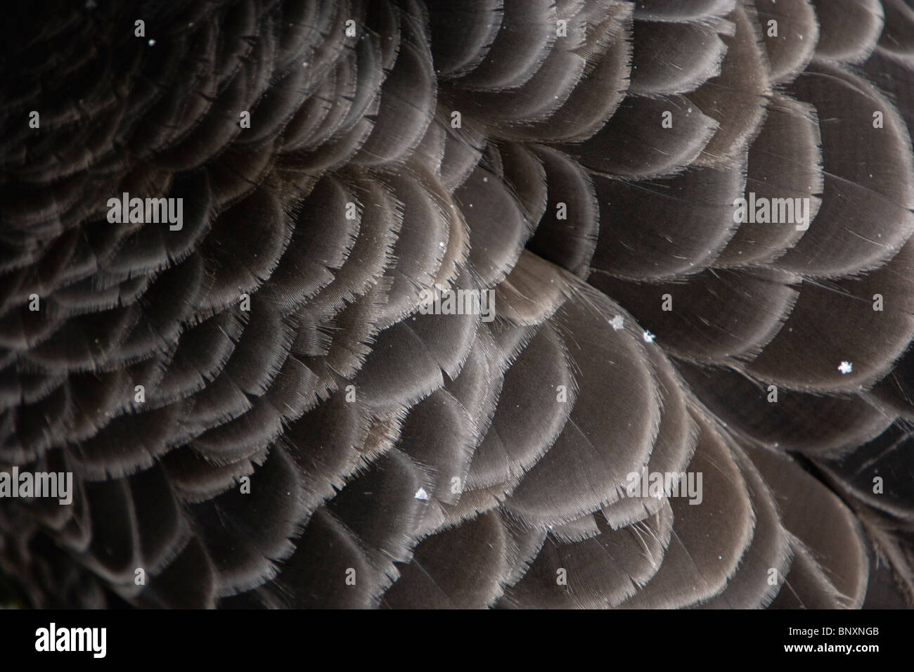 Bird's piume, close-up Foto Stock