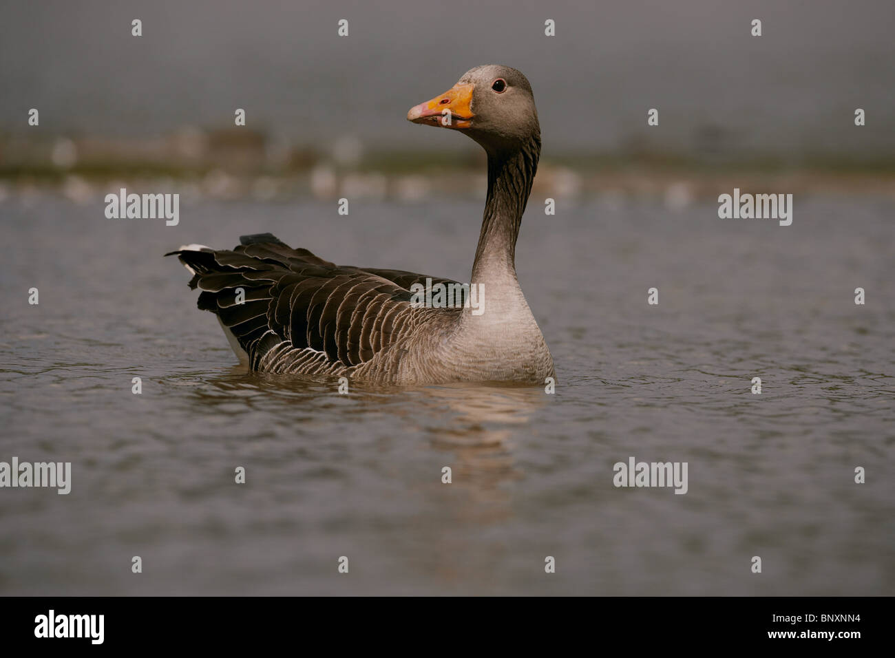 Oca Graylag, Anser anser Foresta di Dean, REGNO UNITO Foto Stock