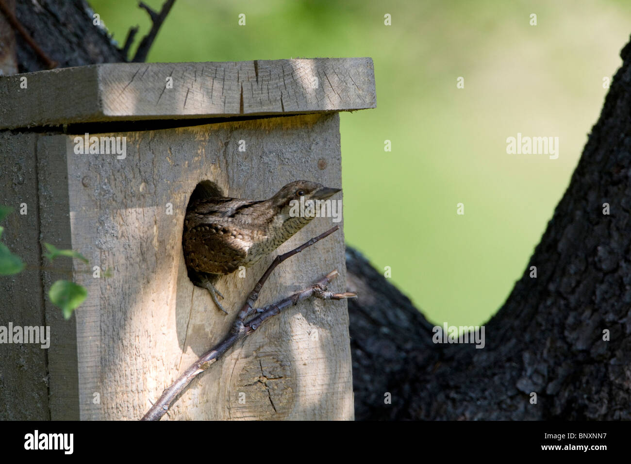 Eurasian spasmodico (Jynx torquilla) lasciando la casella di nesting Foto Stock
