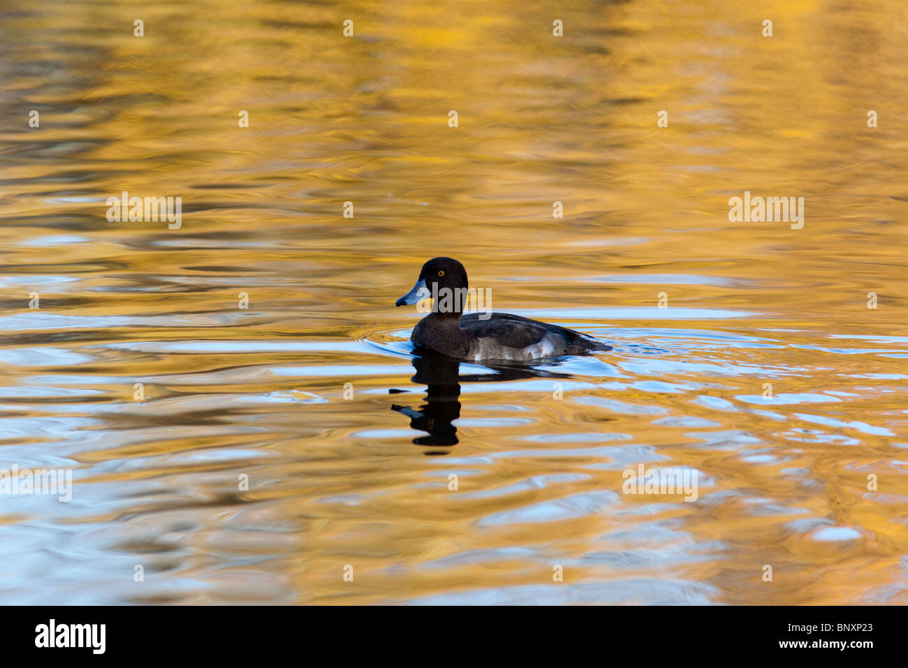 Moretta, Pochard, Aythya fuligula nello stagno. Foto Stock